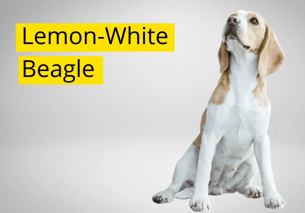 Lemon White beagle