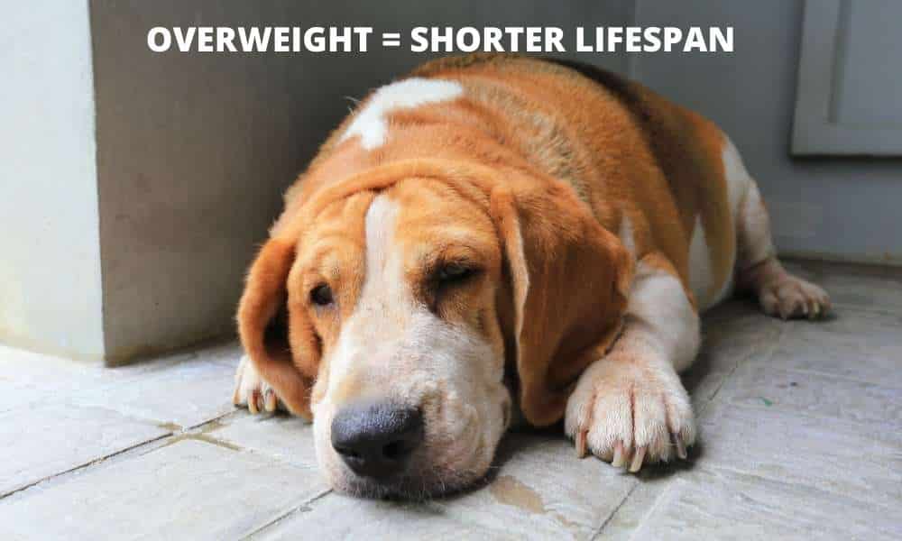 unhealthy overweight beagle
