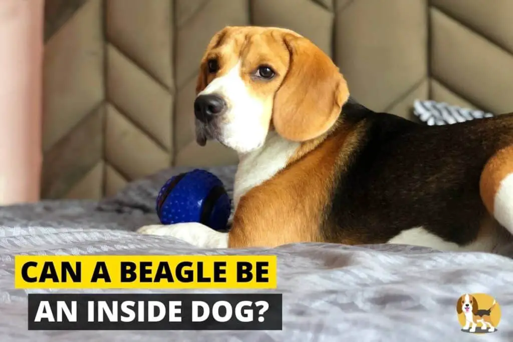 beagle inside teddy bear