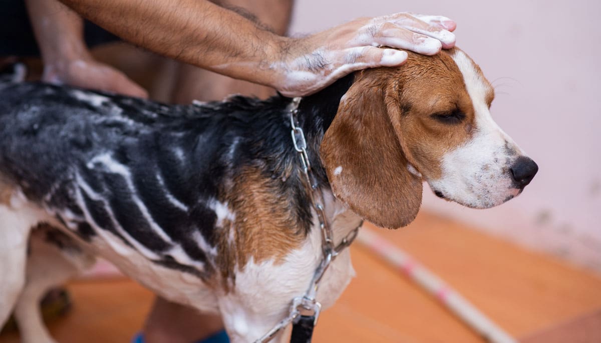 Shampooing my beagle