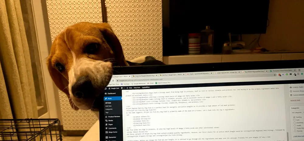 beagle chewing my laptop