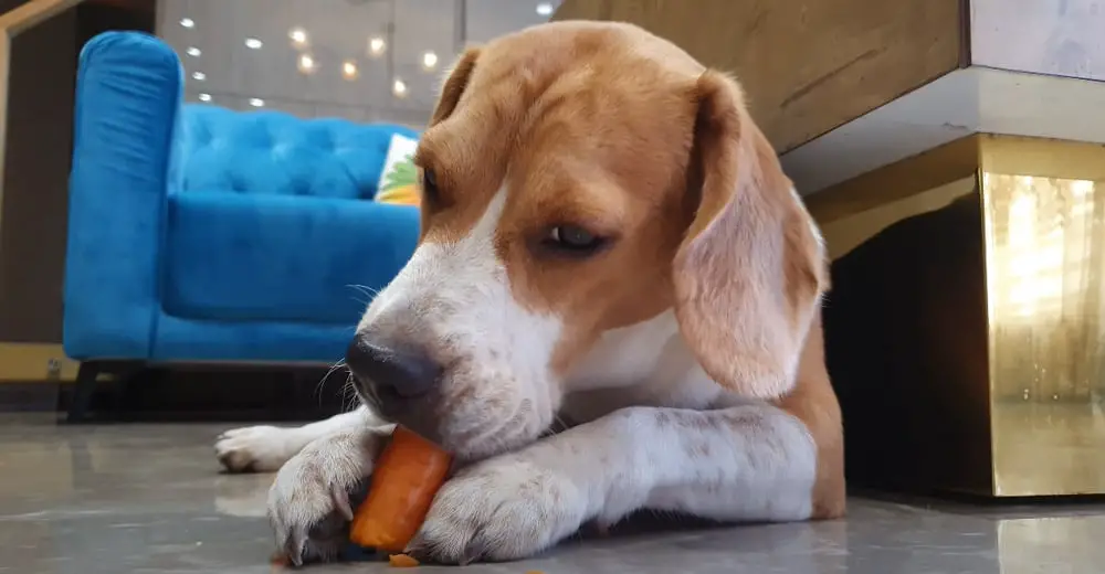 Beagle eating a frozen carrot
