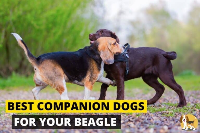 10 Best Companion Dog Breeds for your Beagle Beagle Care