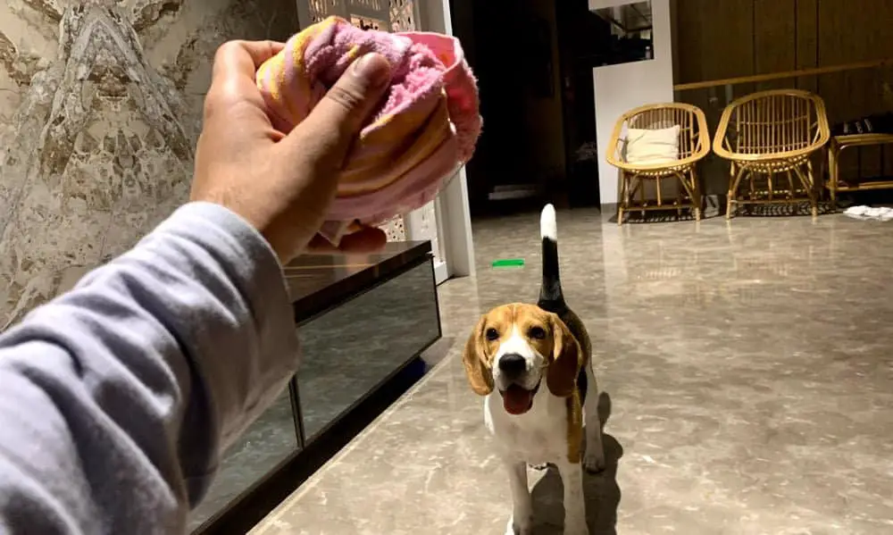 Beagle puppy excited for his Frozen Towel