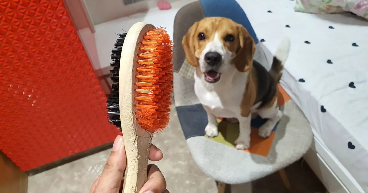 Grooming brush of a beagle