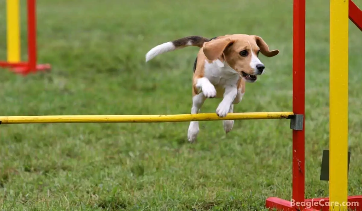 Beagle jumping over a bar
