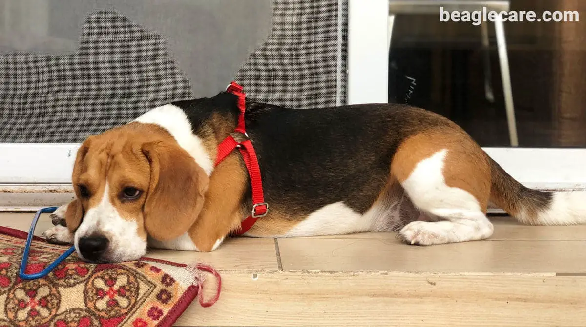 Beagle lying down