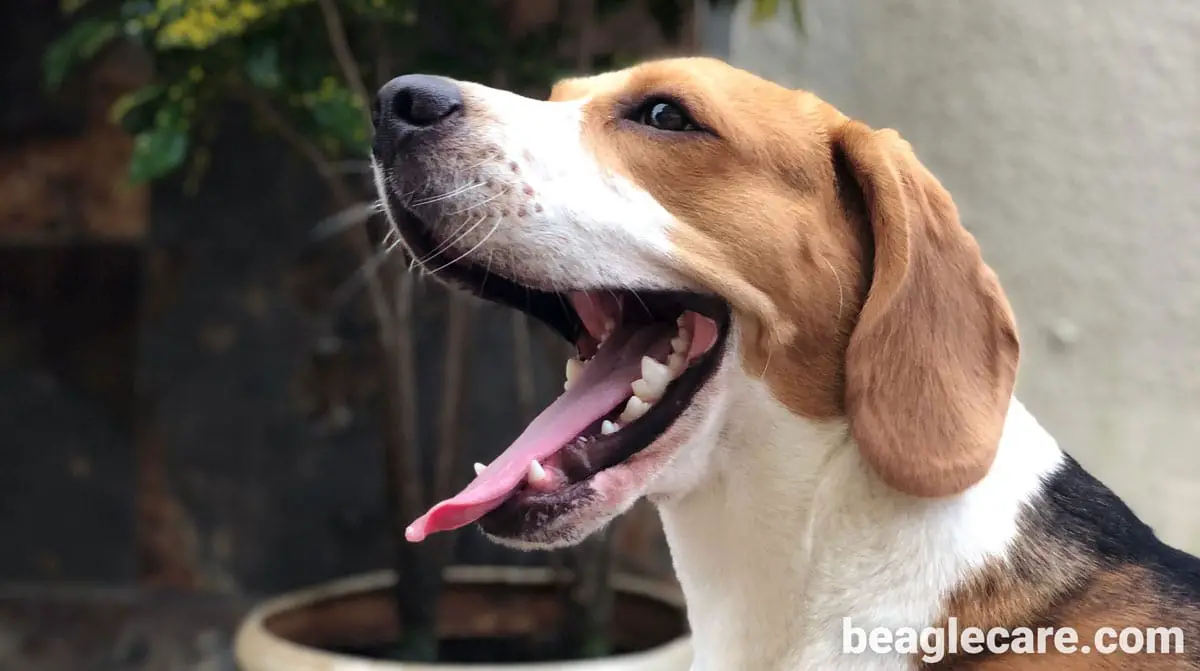 Beagle teeths