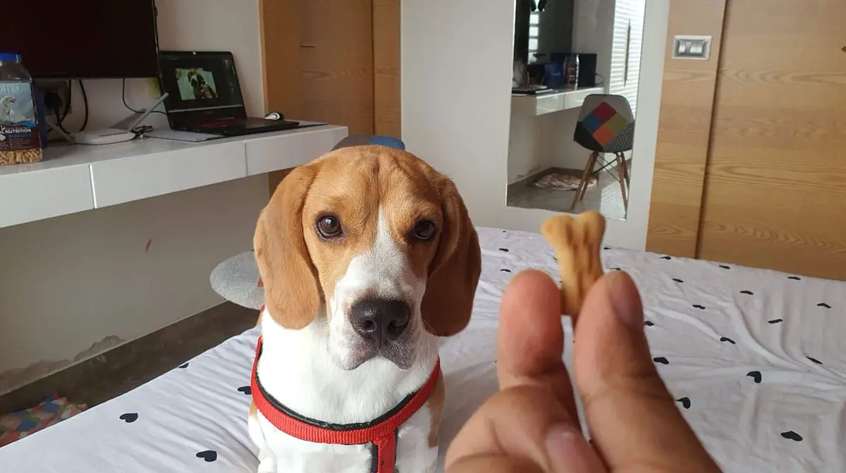 beagle treat
