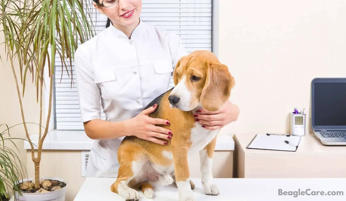 beagle vaccination