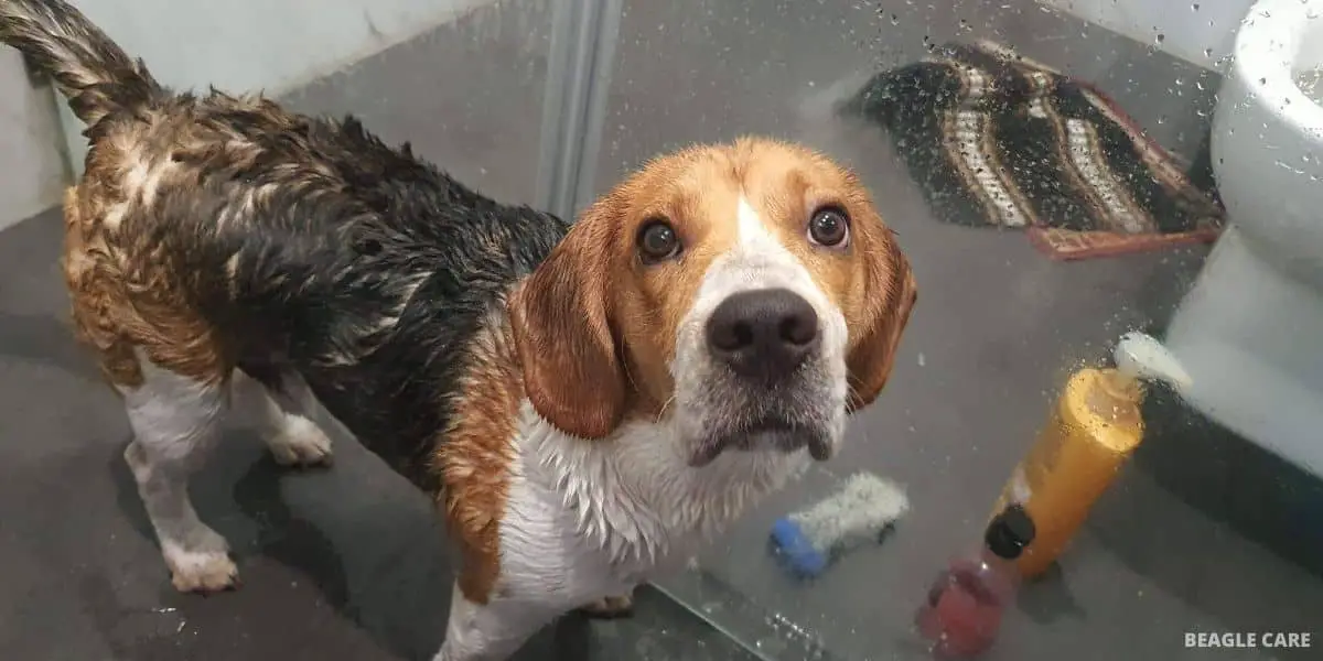 Beagle bathing