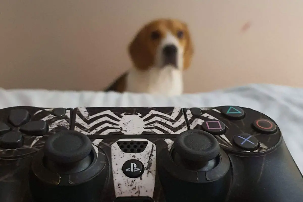 beagle getting jealous of video games