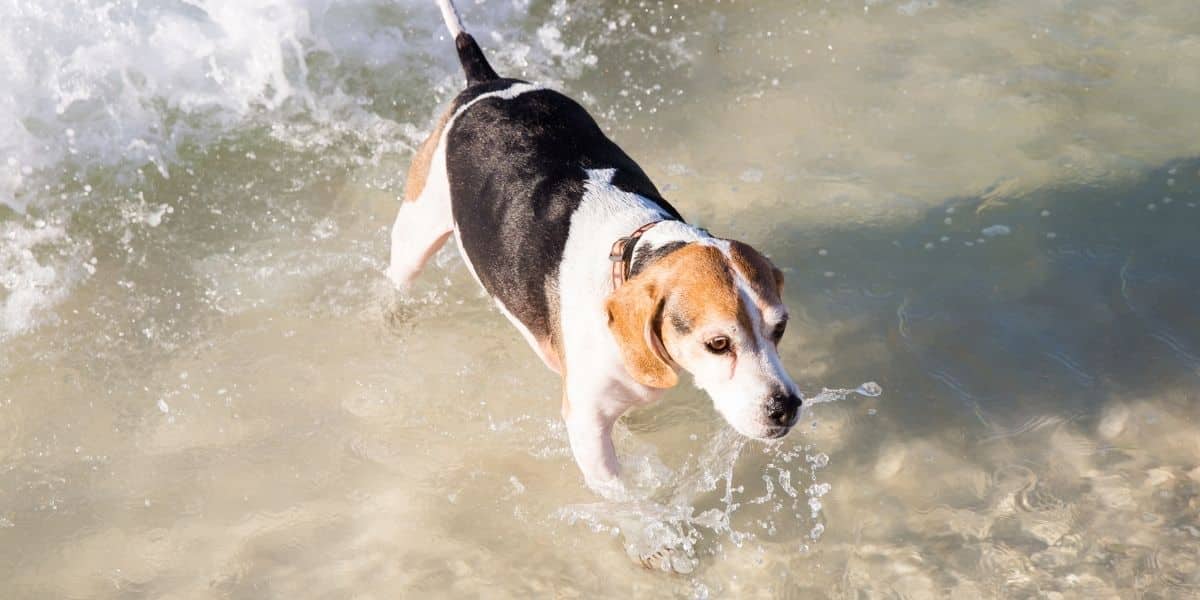 beagle in a lake