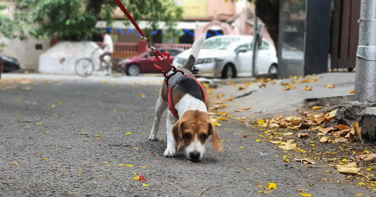 Beagle on a walk for exercising
