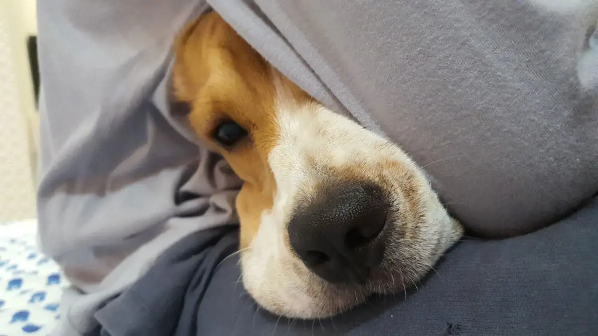 beagle cuddling