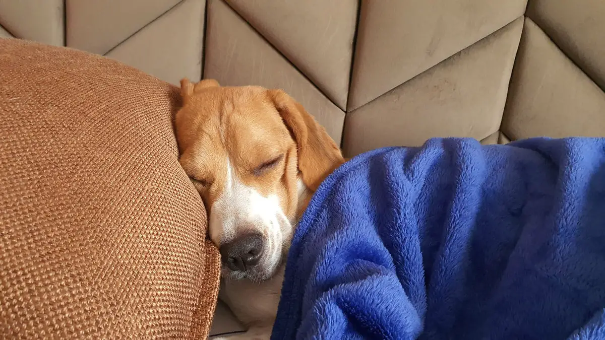 Beagle sleeping