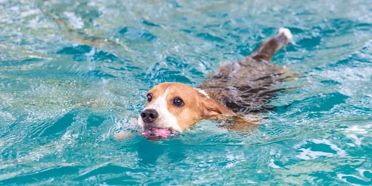 beagle swimming in a pool