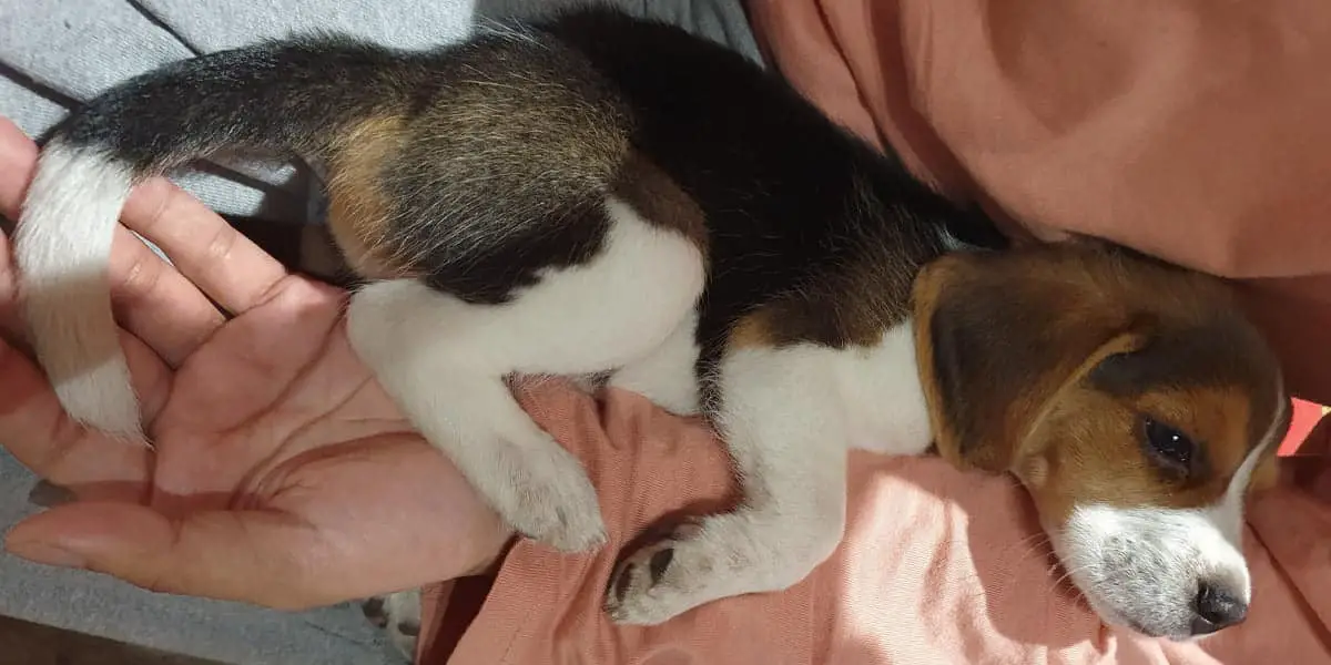 beagle won't let the owner go