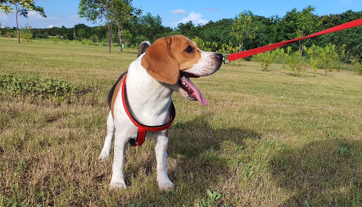 Beagle yawning while on a walk