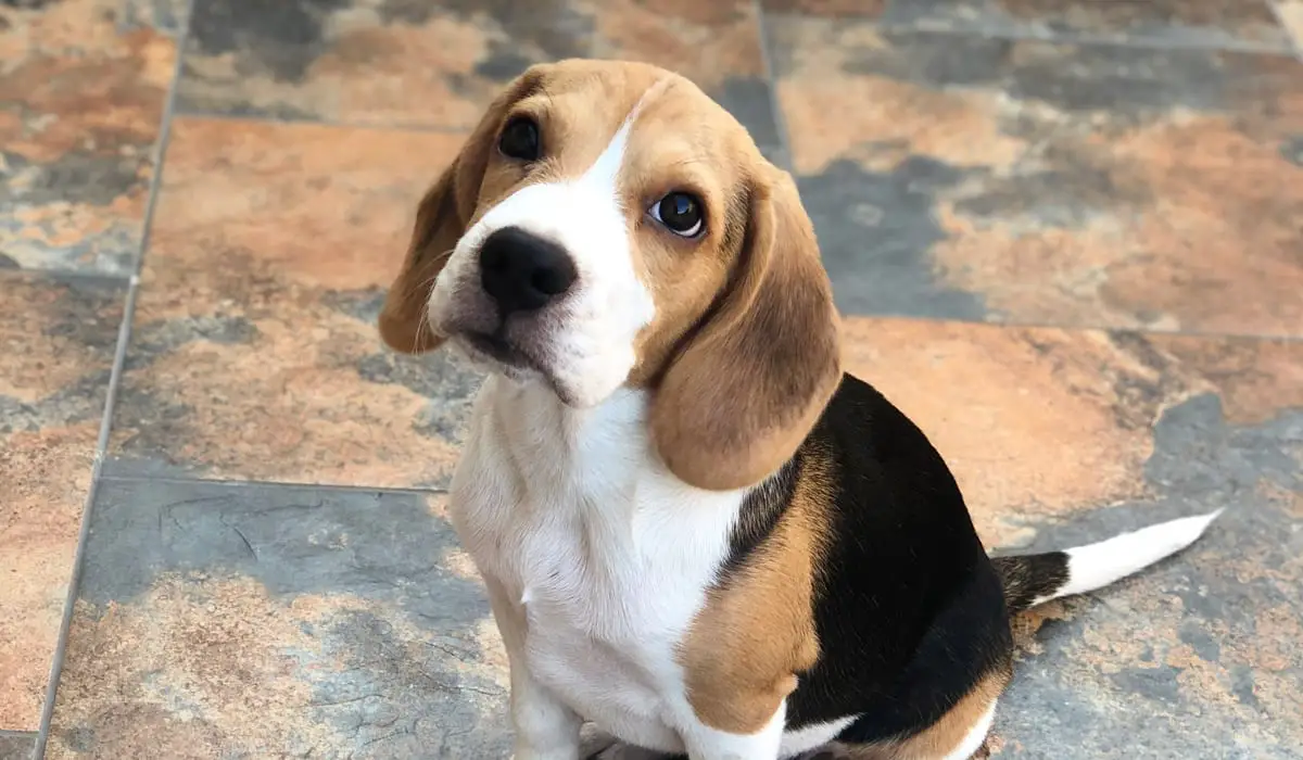 cute beagle looking at his owner