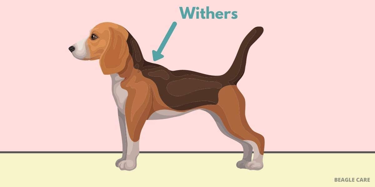 withers of a beagle