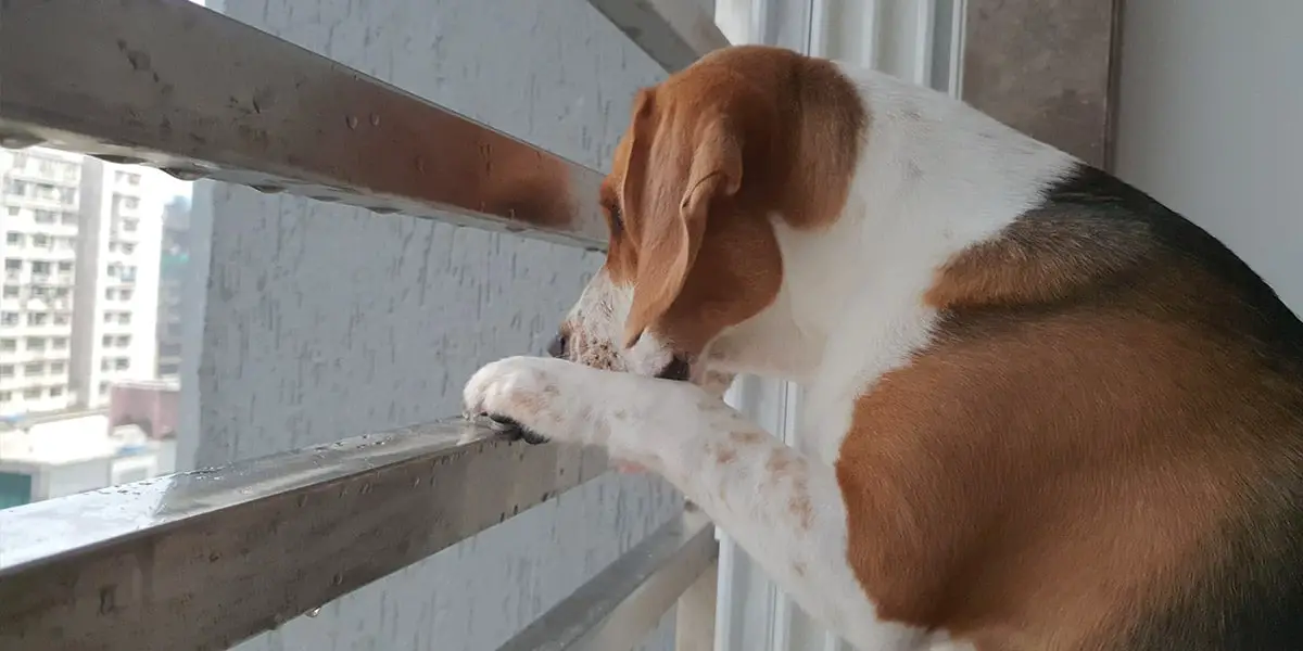 beagle separation anxiety