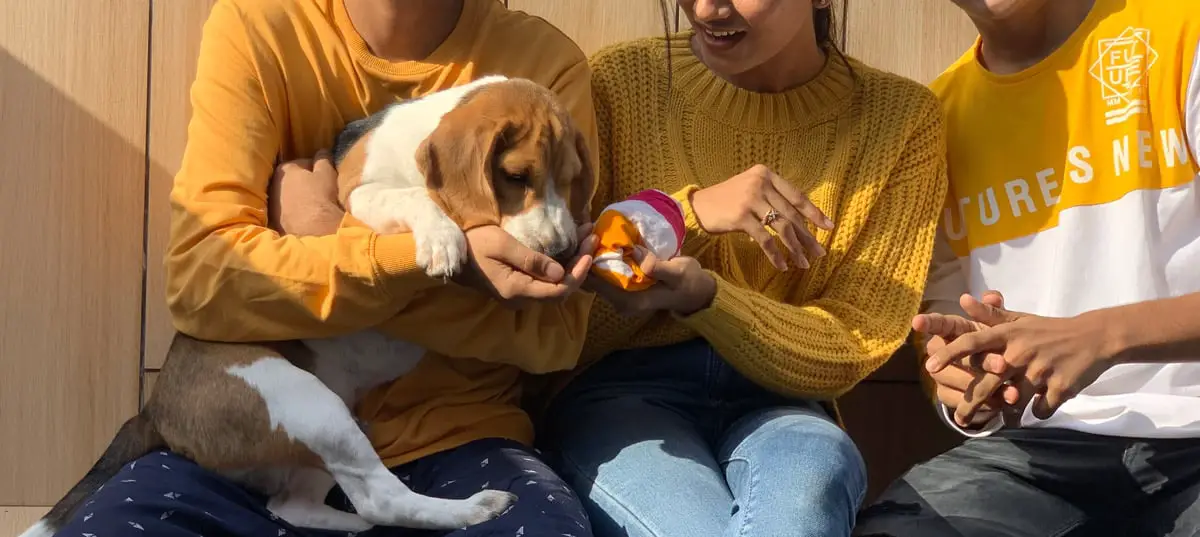 Socializing a beagle