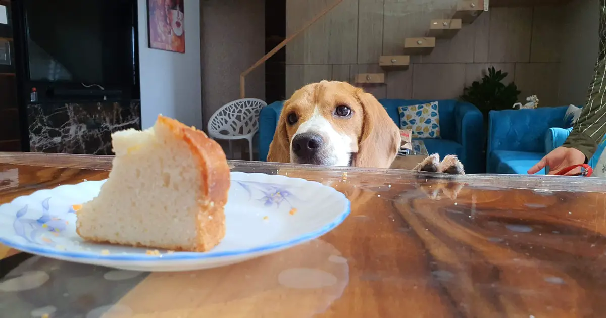beagle looking at table scraps