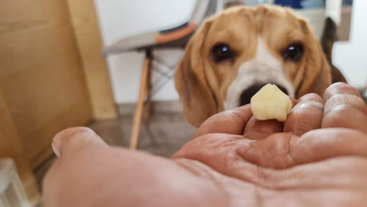 beagle eating cheese