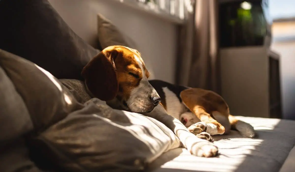 beagle in heat sleeping
