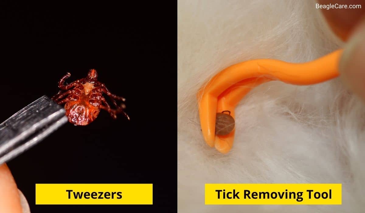 Tweezers vs ticks removal tool