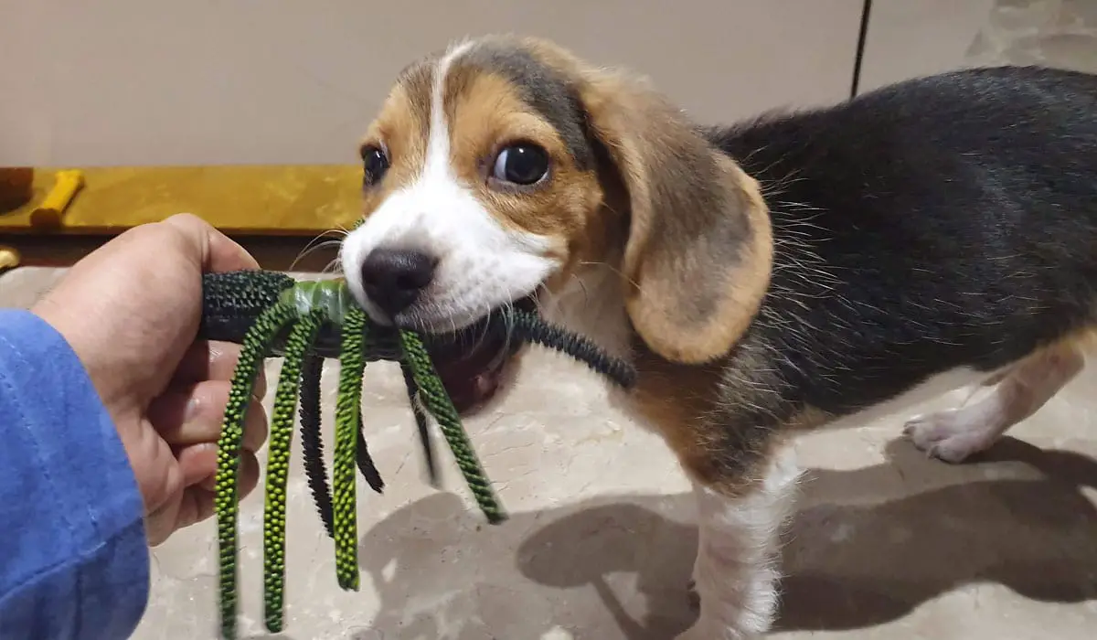 Beagle playing with toys