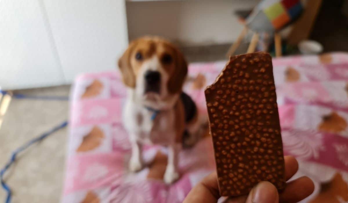 beagle ate a piece of chocolate