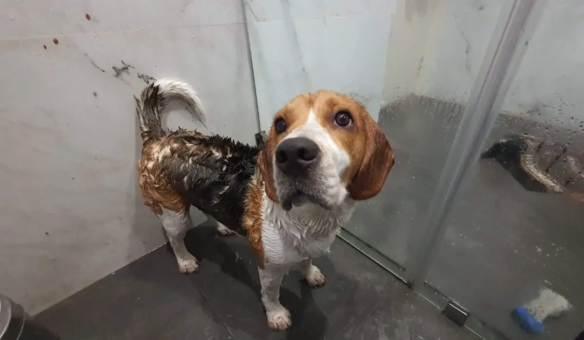 beagle in a shower