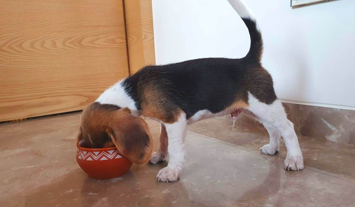beagle puppy weaning