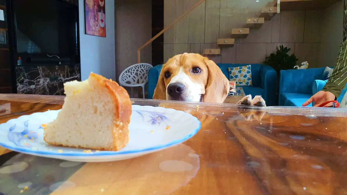 beagle looking at food