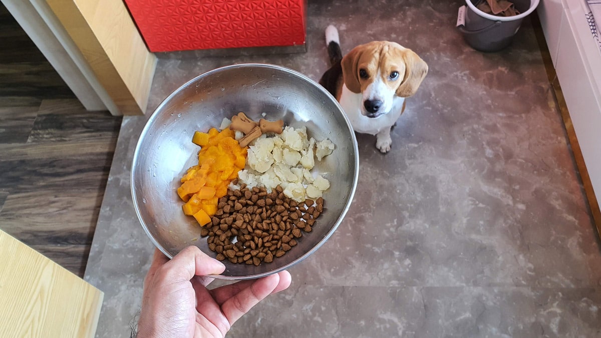 Beagle food