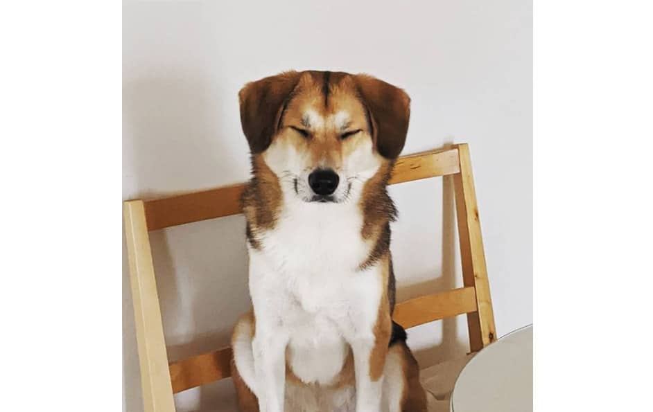 beaski beagle and husky mix