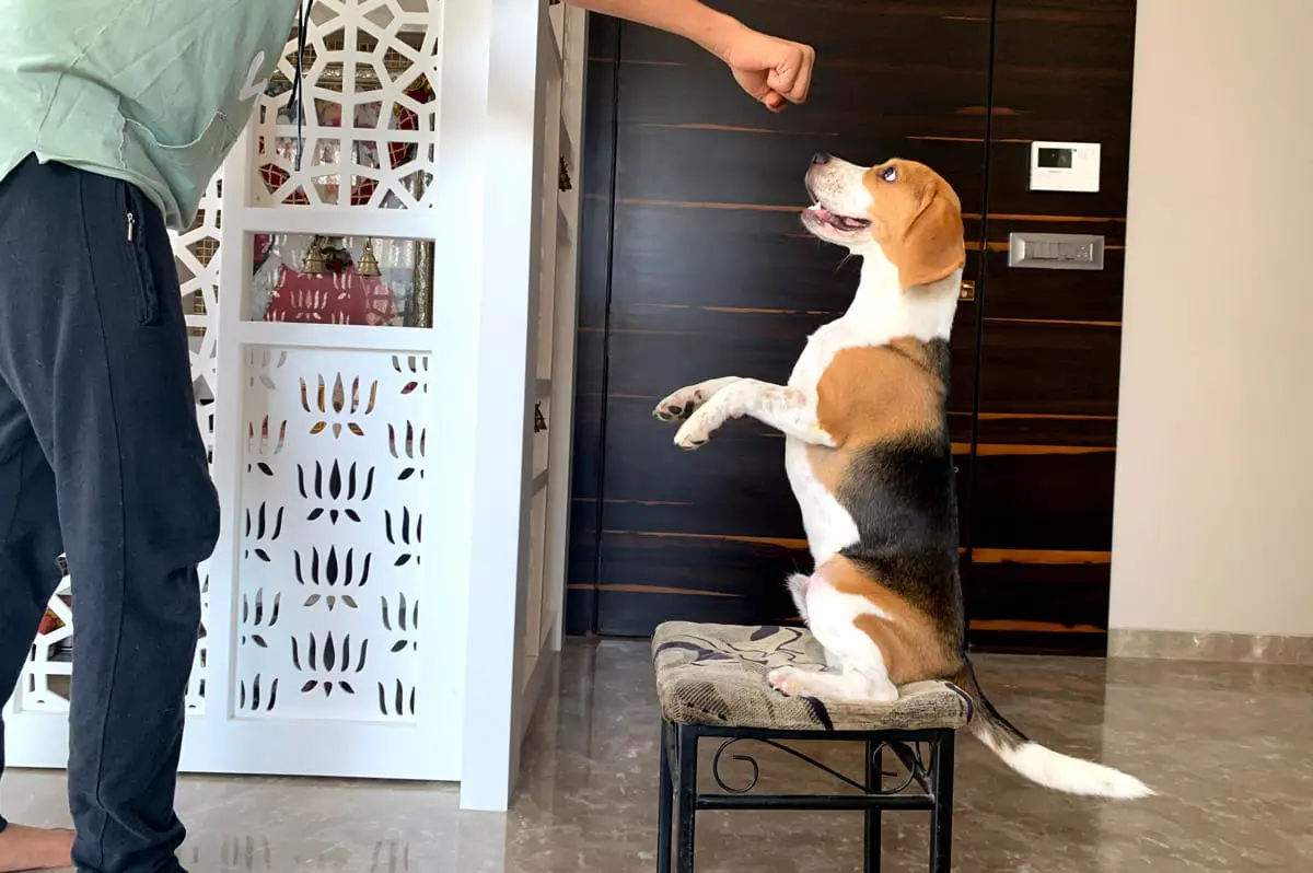 Playing with beagle