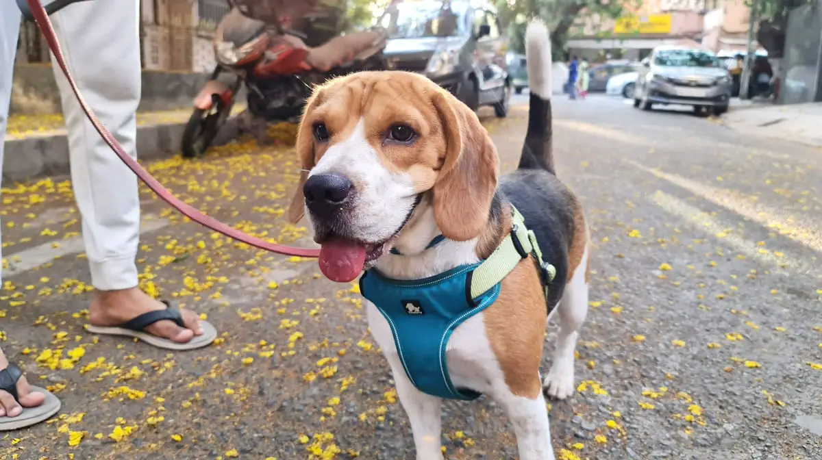 2 year old beagle happy and active