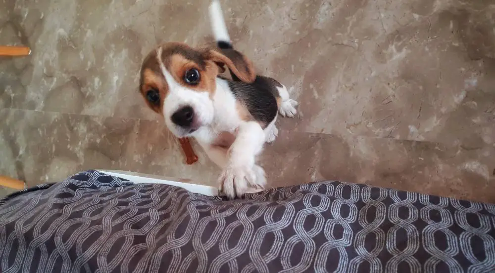 Stop Beagle from Howling for attention