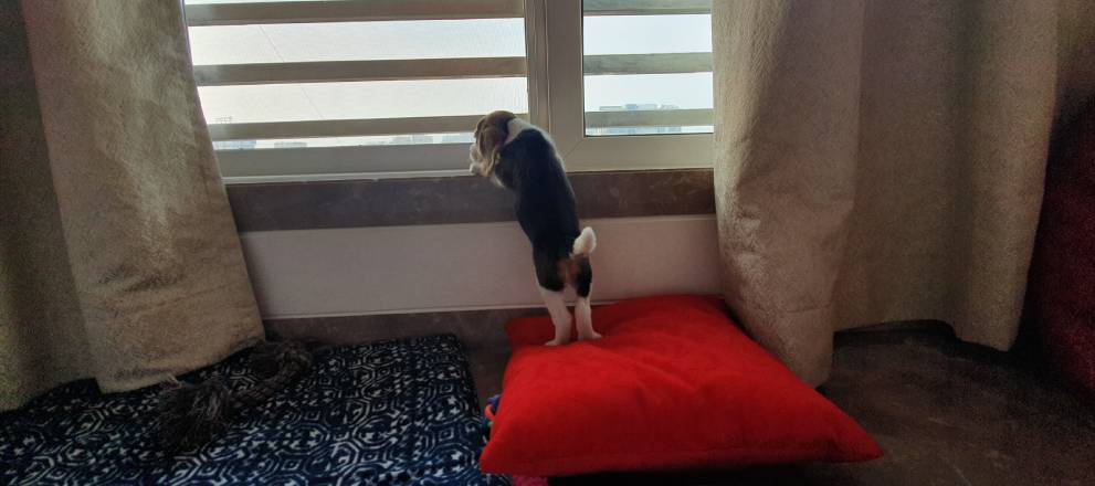 Lonely Beagle, Separation anxiety