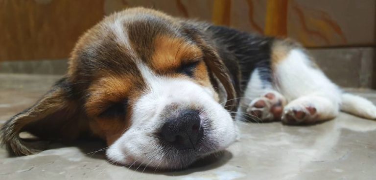 Why do Beagles sleep so much? - Beagle Care