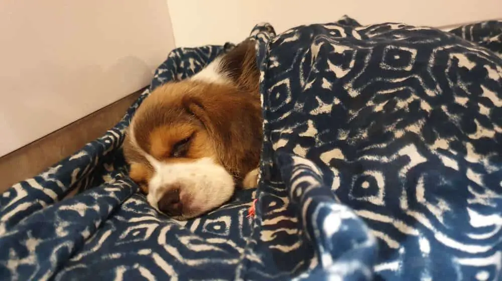 Beagle Sovende