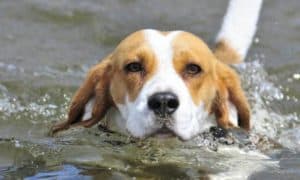 Can beagle swim