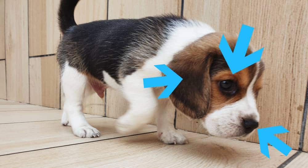 Health check of a beagle puppy