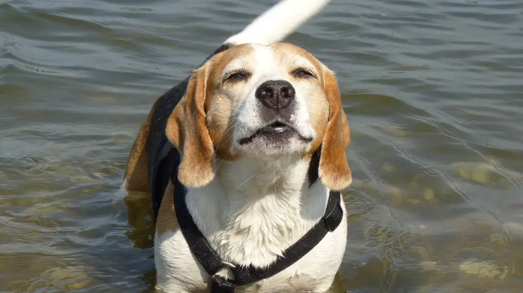Beagle swimming