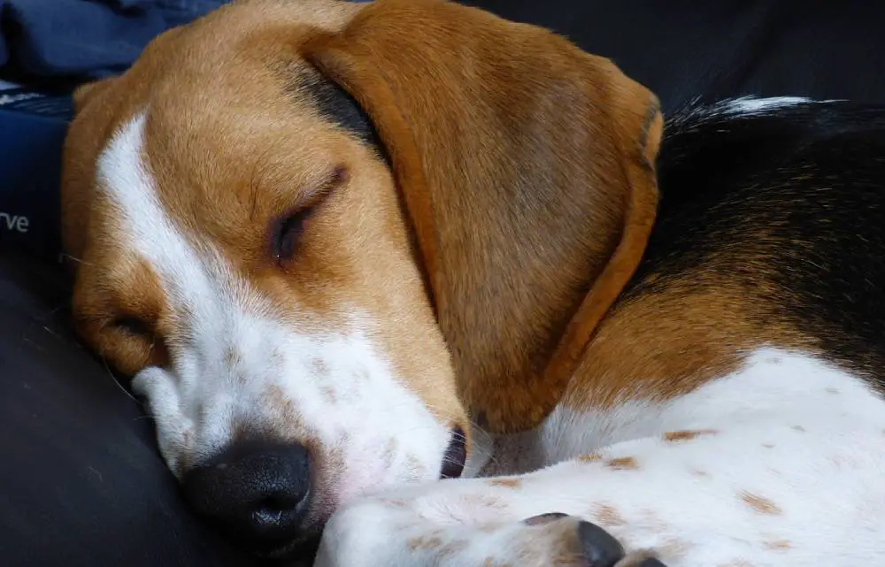 Beagle sleep training