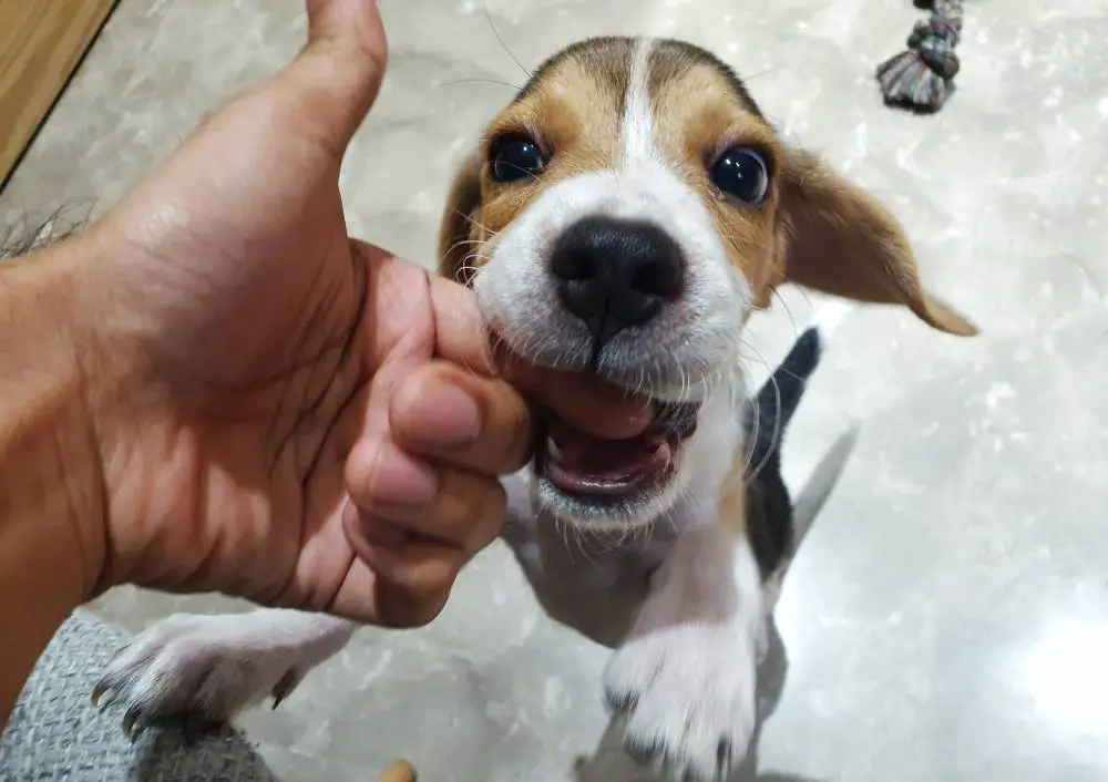 Aggressive Beagle