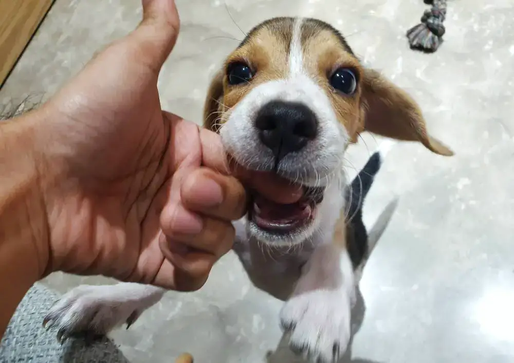 why does my beagle bite me